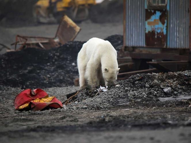 Oso polar demacrado vaga por ciudad en busca de comida