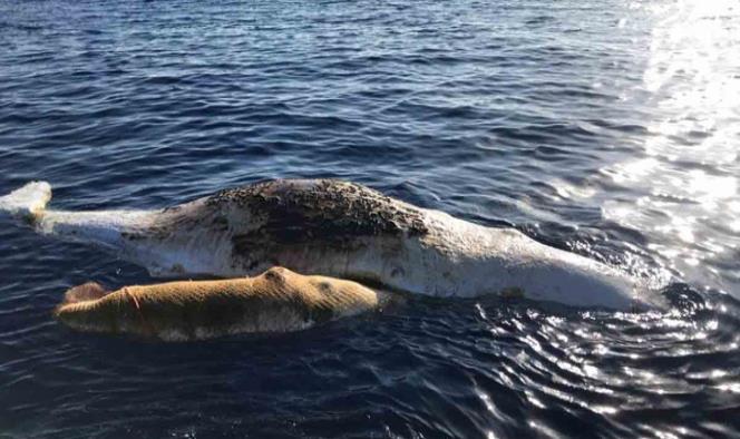 Dos ballenas mueren atrapadas en una red de pesca en Italia