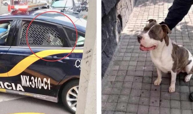 Policía secuestra a perrito, pide 2 mil 500 para devolverlo