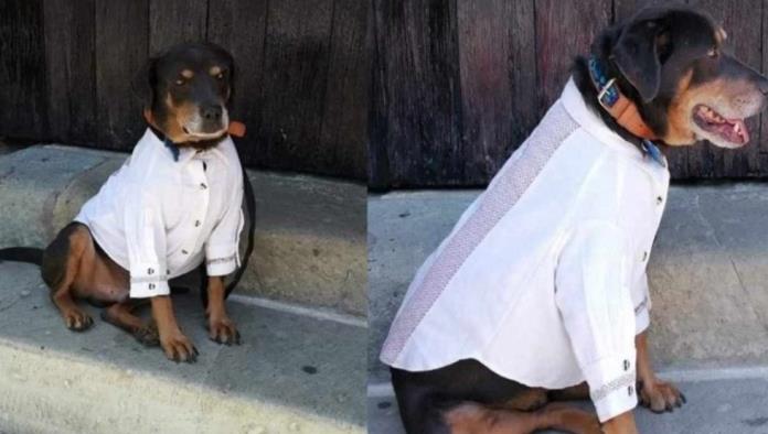 Regalan guayabera a ‘Mazapán’, perrito callejero, para ir a la Guelaguetza