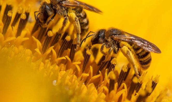 Alerta en Rusia por muerte masiva de abejas en todo el país