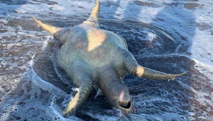 Tortuga, lobo marino y peces muertos tras derrame tóxico de Grupo México