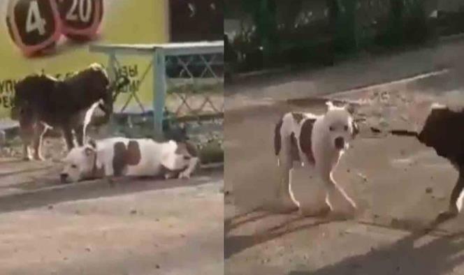 Perrito callejero libera a otro en Rusia y se lo lleva de paseo