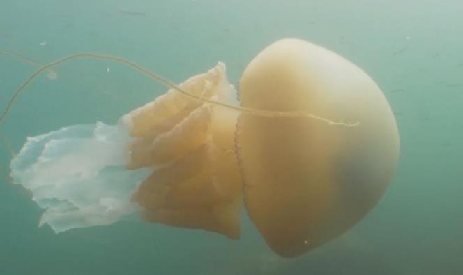 Buzos graban medusa gigante del tamaño de un humano
