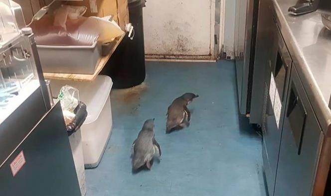 Pingüinos se meten en local de sushi y policías los detienen