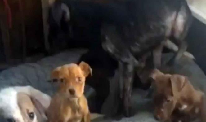 Animalista maltrata a los perros que rescata, denuncian