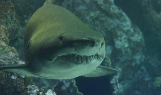 Tiburón ataca a niña de 9 años en una playa de Florida