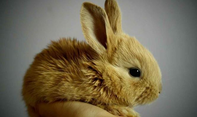 ¿Es un conejo o un cuervo?: Ilusión óptica vuelve locos a internautas