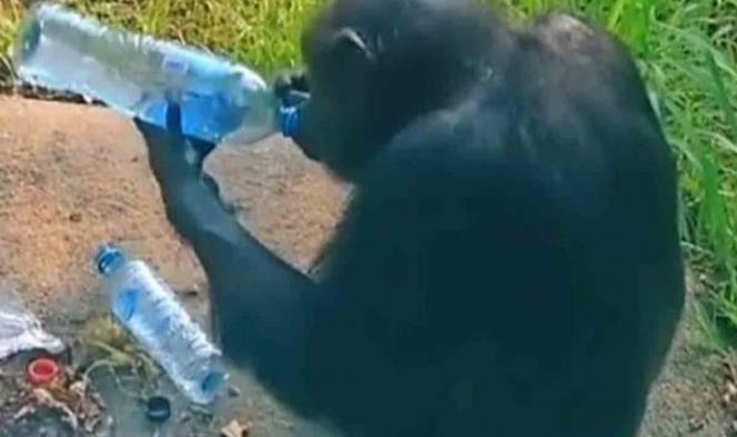 Captan a mono bebiendo agua de botella en la basura