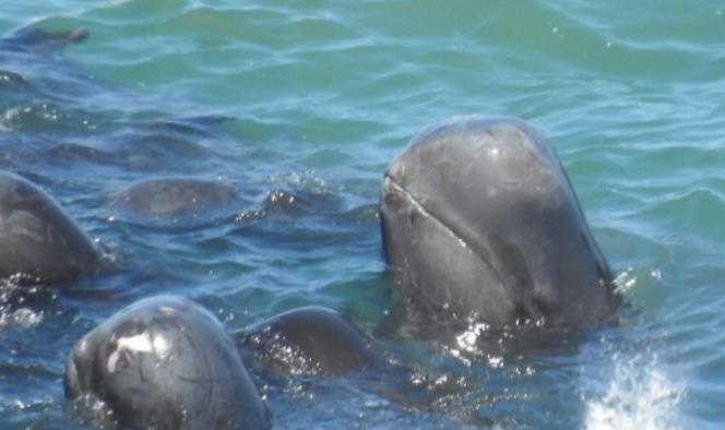 Delfines se acurrucan antes de ser brutalmente asesinados