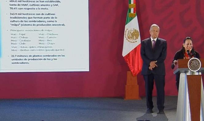 En un año se han reforestado 500 mil hectáreas: López Obrador