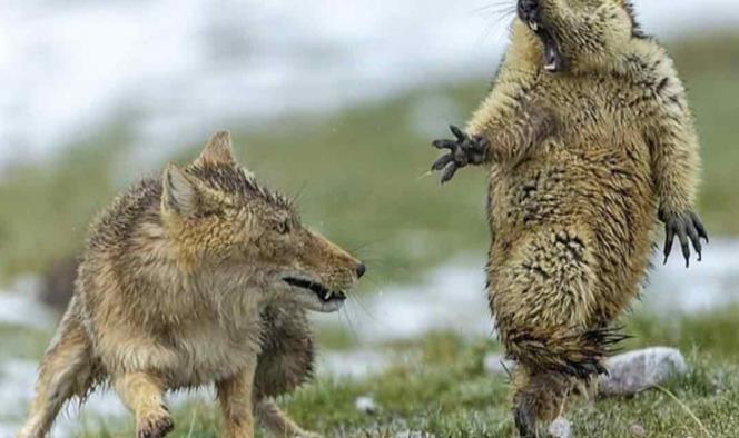 ¡Aléjate!, graciosa foto de marmota y zorro se viraliza