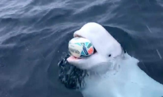 Beluga juega rugby con un marinero y rompen la red