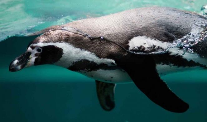 Hallan fósiles de un pingüino gigante enterrado en la Antártida