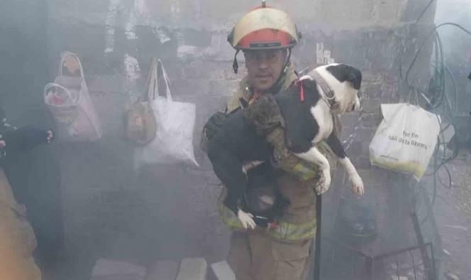 ¡Héroes!, bomberos rescatan a dos perros de un incendio