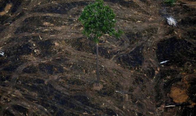 Sufre Amazonia mayor deforestación en 11 años