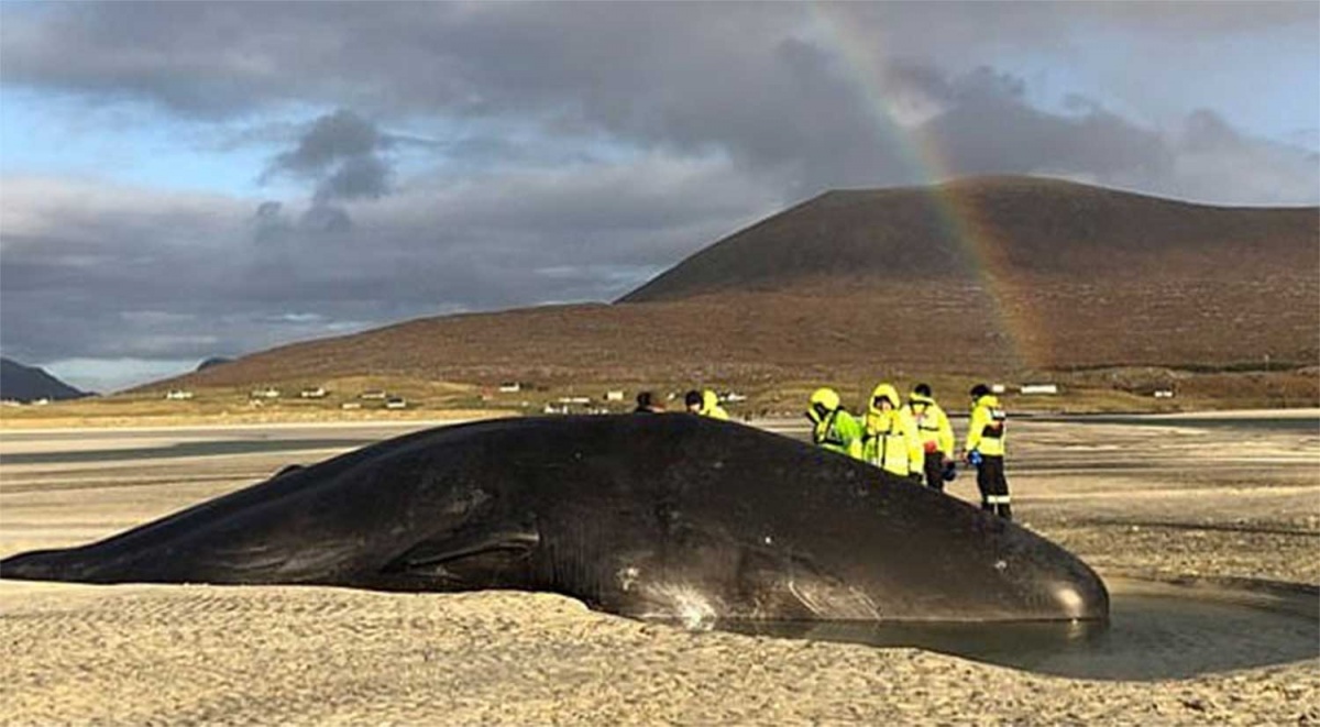 Un caso más: muere ballena con pelota de basura en el estómago