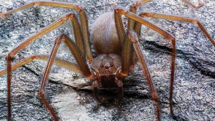 Descubren peligrosa araña violinista del Valle de México