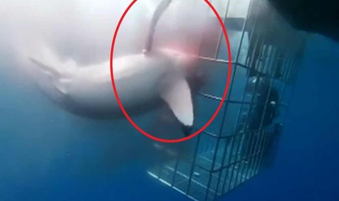 ¡Indignante! Tiburón blanco muere atorado en jaula de turistas