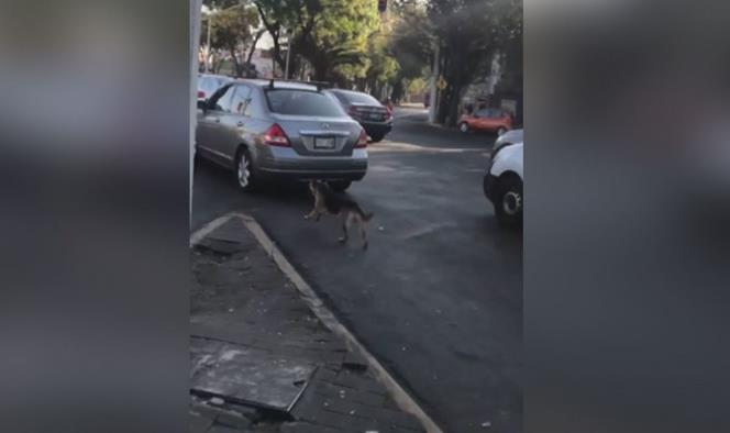 Perrito abandonado en la calle persigue el auto de sus dueñas