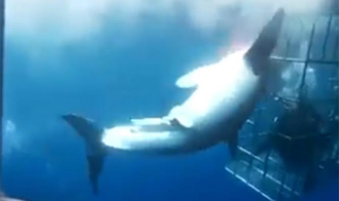 Profepa investigan muerte de Tiburón Blanco en Isla Guadalupe