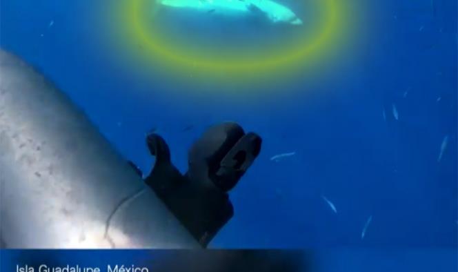 Nautilus miente, tiburón blanco murió… exhibe activista video