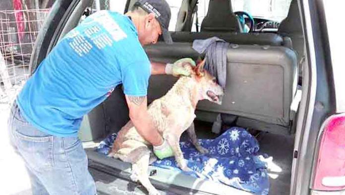 Continúan activistas ayudando a caninos