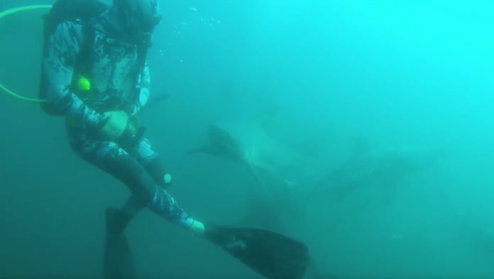 VIDEO: Escalofriante momento en que un tiburón ataca y hiere a un buceador