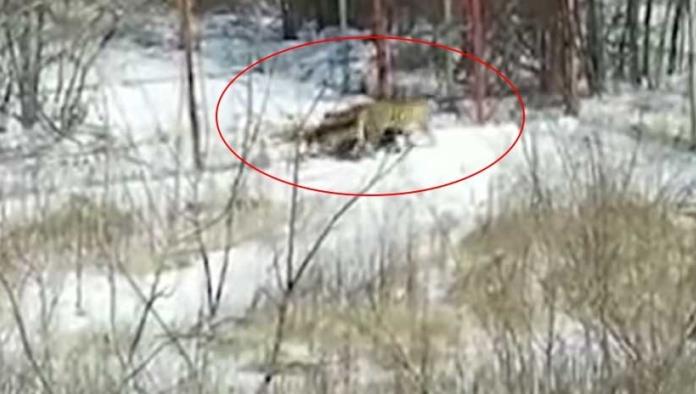VIDEO: Una tigresa aterroriza una aldea rusa