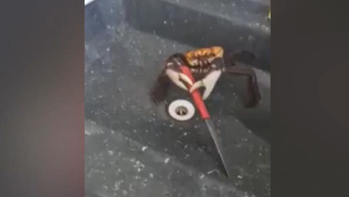 VIDEO: Un cangrejo se defiende con un cuchillo de un cocinero