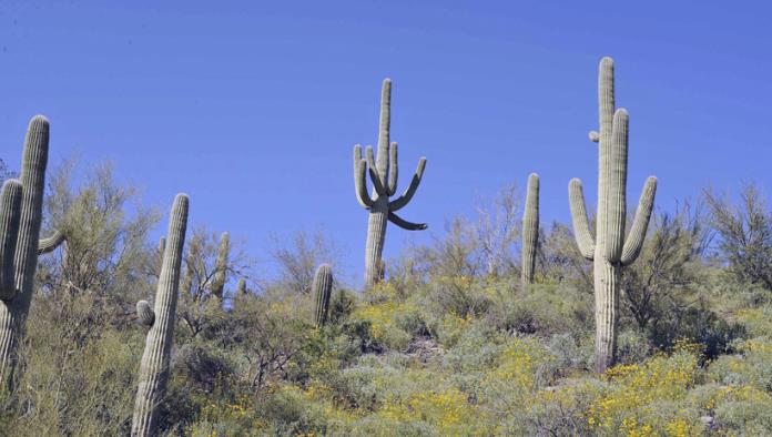 Implantan microchips a cactus en Estados Unidos