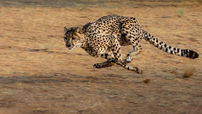 VIDEO: Se lleva el susto de su vida, guepardo entra en su vehículo en un safari