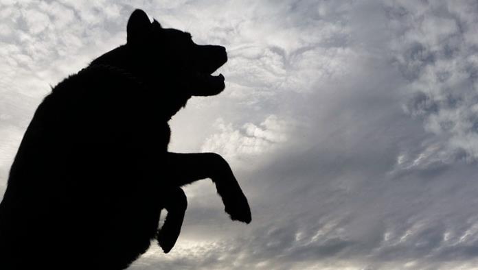 Extraña criatura mata a dos perros y causa terror en Argentina