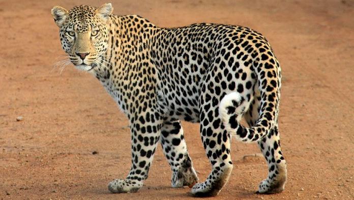 Un turista graba cómo un leopardo jueguetea con su pierna durante un safari