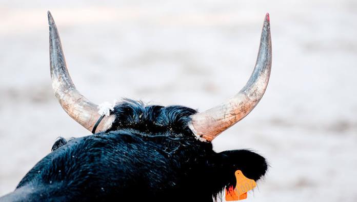 Un jinete muere pisoteado por un toro durante un torneo de rodeo en Brasil