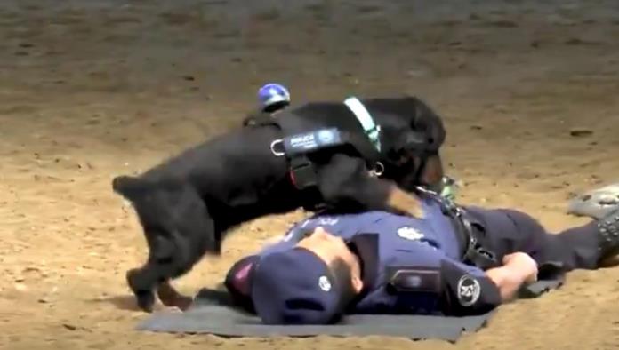 Un perro de la Policía de Madrid salva a un agente al hacerle reanimación cardiopulmonar