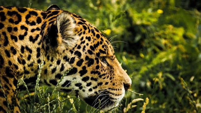 Jaguar escapa del zoo y mata a siete animales