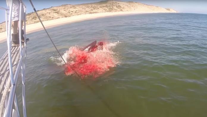 Mar de sangre: Graban el ataque de un tiburón a una foca