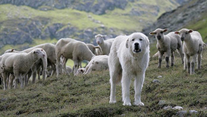 Asombroso trabajo de un perro pastor desde las alturas (Vídeo)