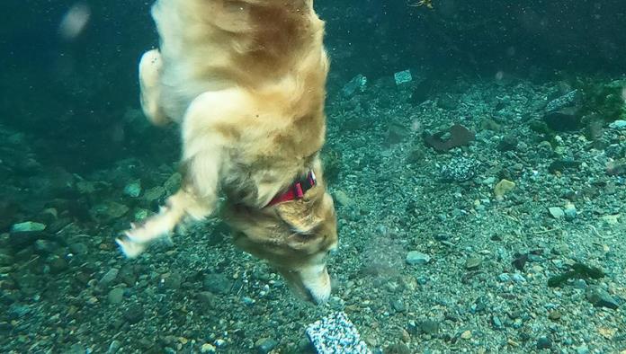 Perro buceador enamora la Red con sus peripecias subacuáticas