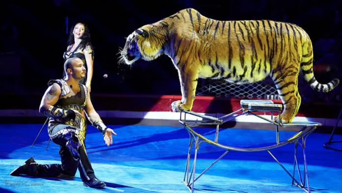 Una tigresa sufre un ataque de convulsiones en pleno espectáculo de circo