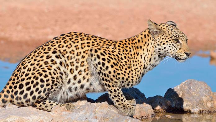 Trata de salvar a un leopardo herido, pero algo sale terriblemente mal