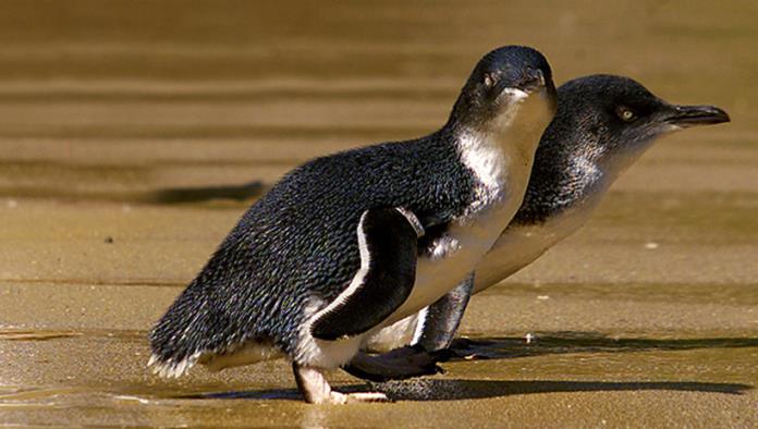 FOTO: Un par de pingüinos homosexuales se convierte en padres tras incubar un huevo