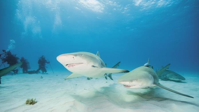 Un buceador lucha con un tiburón para quitarle los anzuelos de la boca