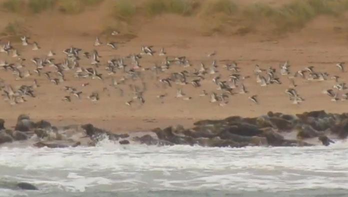VIDEO: Cientos de focas huyen de la presencia de humanos tomándoles fotos