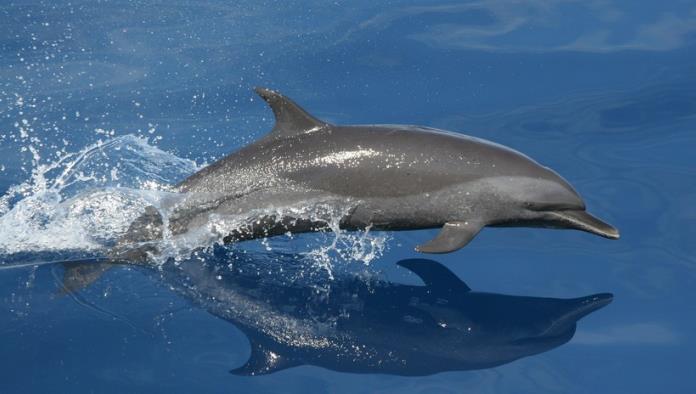 Hallan en España el cadáver de un delfín con heridas y el nombre Juan en un costado