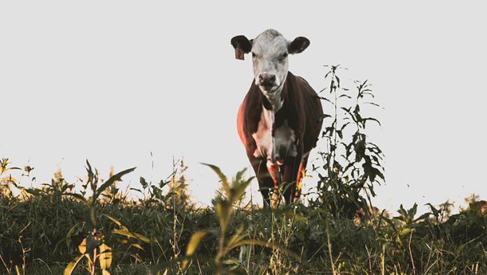 VIDEO: Una vaca escapa de camino al matadero, desata una persecución y termina en un santuario