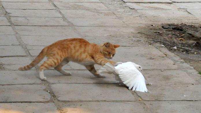 VIDEO: Se viraliza la amistosa pelea entre una paloma y un gato