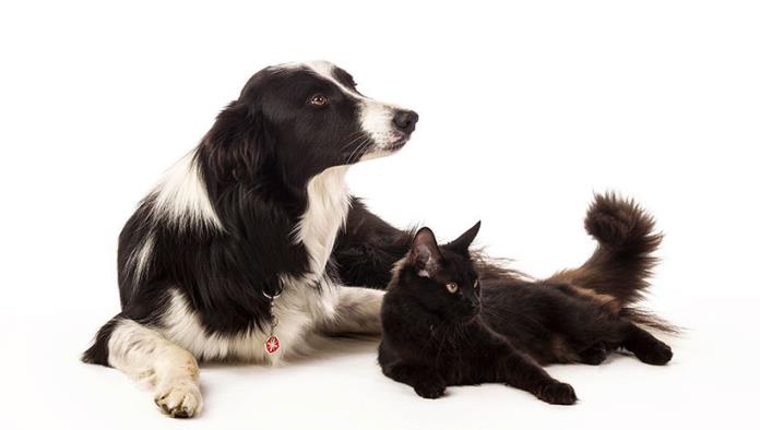 : Un gato y dos perros traman una invasión para adueñarse de la casa de un vecino