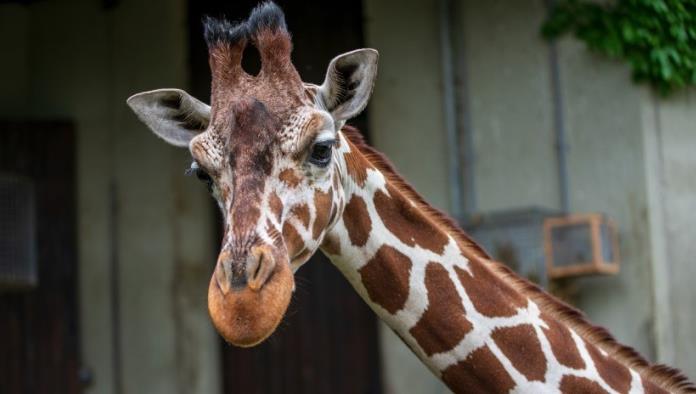 VIDEO: Un visitante borracho se sube a lomos de una jirafa en un zoo